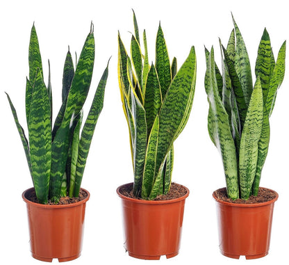 Snake Plant, Sansevieria Trifasciata, Laurentii, indoor - www.Greenie.ae Buy online Best and Healthy Plants and quality products guarantee in Dubai Plants Shop in Dubai Abu Dhabi all over UAE Plants near me Fresh Plants in Dubai where to buy plants in UAE - Greenie.ae