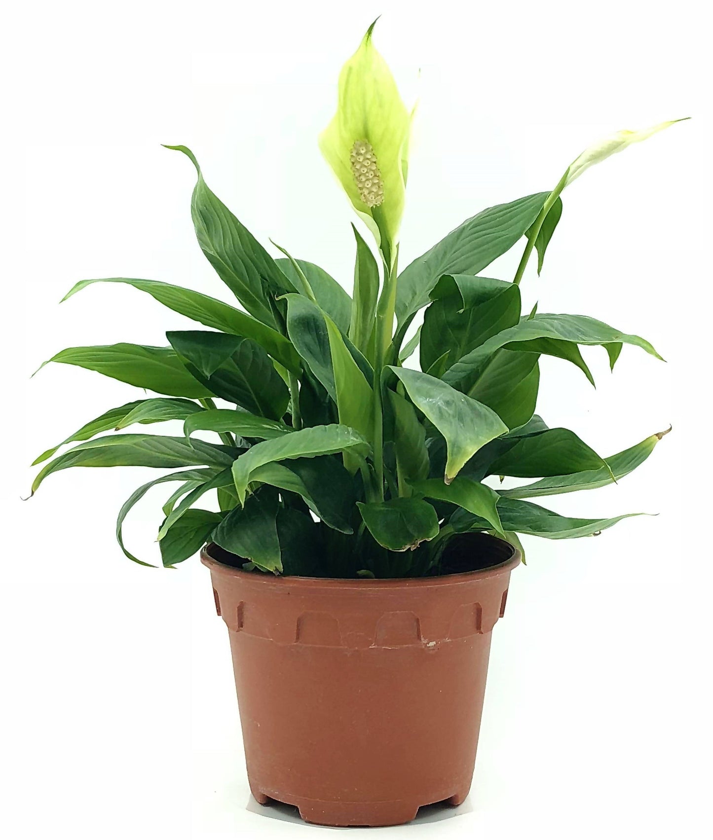 Peace Lily, Spathiphyllum - www.Greenie.ae Buy online Best and Healthy Plants and quality products guarantee in Dubai Plants Shop in Dubai Abu Dhabi all over UAE Plants near me Fresh Plants in Dubai where to buy plants in UAE - Greenie.ae