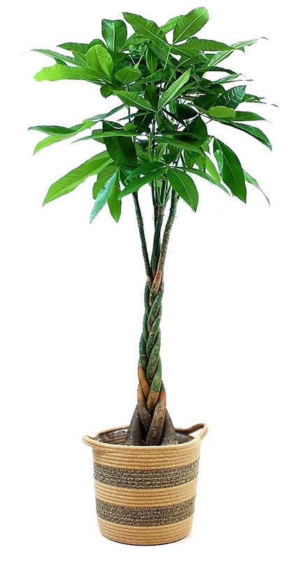 Pachira Aquatica, Money Tree (Twisted Trunk) - www.Greenie.ae Buy online Best and Healthy Plants and quality products guarantee in Dubai Plants Shop in Dubai Abu Dhabi all over UAE Plants near me Fresh Plants in Dubai where to buy plants in UAE - Greenie.ae