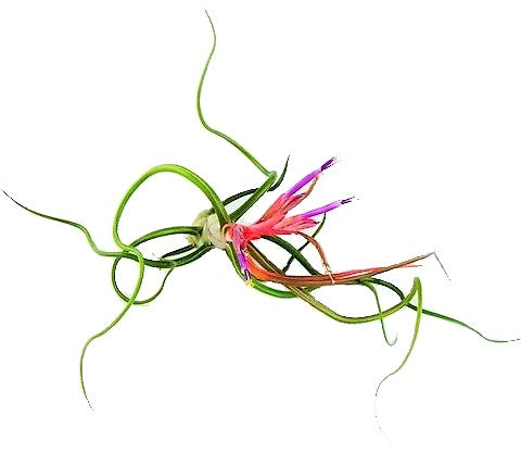 Tillandsia Bulbosa - www.Greenie.ae Buy online Best and Healthy Plants and quality products guarantee in Dubai Plants Shop in Dubai Abu Dhabi all over UAE Plants near me Fresh Plants in Dubai where to buy plants in UAE - Greenie.ae