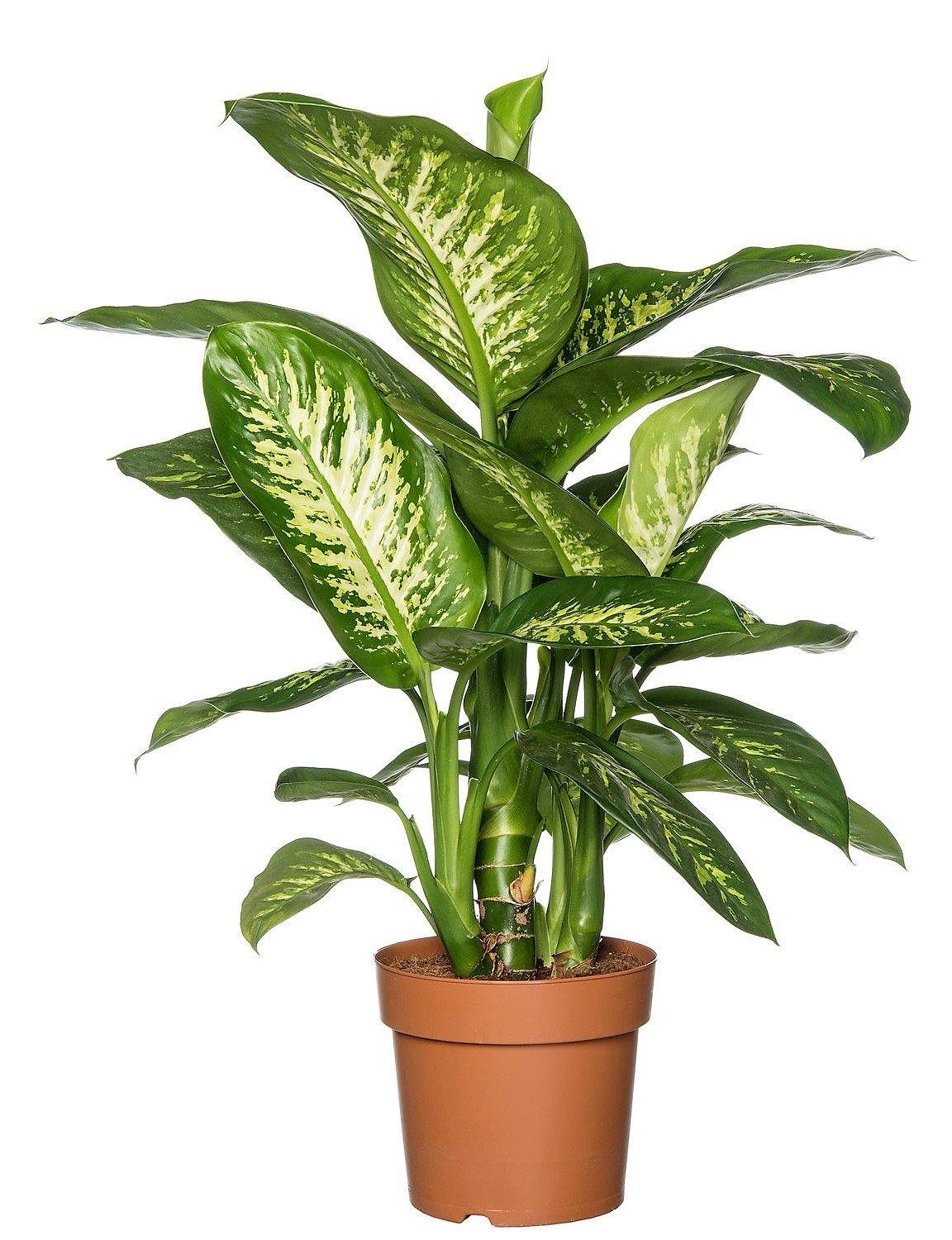 Dieffenbachia Seguine, Tropic Snow - www.Greenie.ae Buy online Best and Healthy Plants and quality products guarantee in Dubai Plants Shop in Dubai Abu Dhabi all over UAE Plants near me Fresh Plants in Dubai where to buy plants in UAE - Greenie.ae