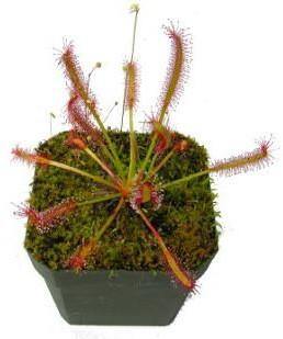 Drosera capensis or Cape Sundew - www.Greenie.ae Buy online Best and Healthy Plants and quality products guarantee in Dubai Plants Shop in Dubai Abu Dhabi all over UAE Plants near me Fresh Plants in Dubai where to buy plants in UAE - Greenie.ae