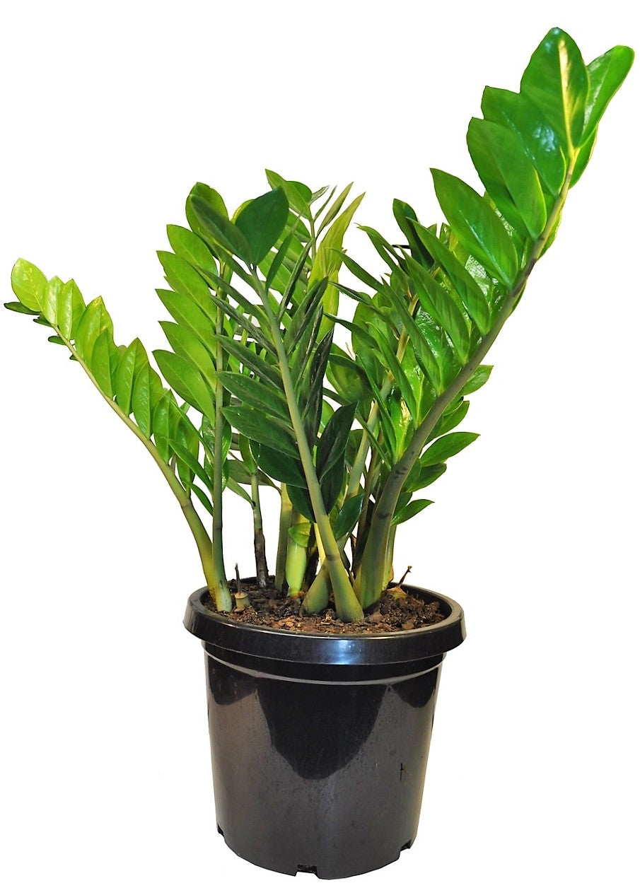 ZZ Plant, Zamioculcas Zamiifolia, Zanzibar Gem - www.Greenie.ae Buy online Best and Healthy Plants and quality products guarantee in Dubai Plants Shop in Dubai Abu Dhabi all over UAE Plants near me Fresh Plants in Dubai where to buy plants in UAE - Greenie.ae