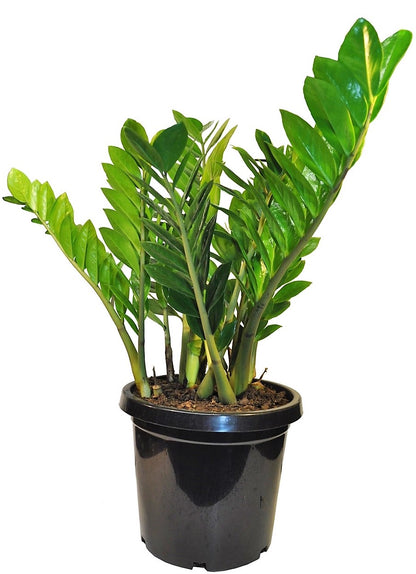 ZZ Plant, Zamioculcas Zamiifolia, Zanzibar Gem - www.Greenie.ae Buy online Best and Healthy Plants and quality products guarantee in Dubai Plants Shop in Dubai Abu Dhabi all over UAE Plants near me Fresh Plants in Dubai where to buy plants in UAE - Greenie.ae