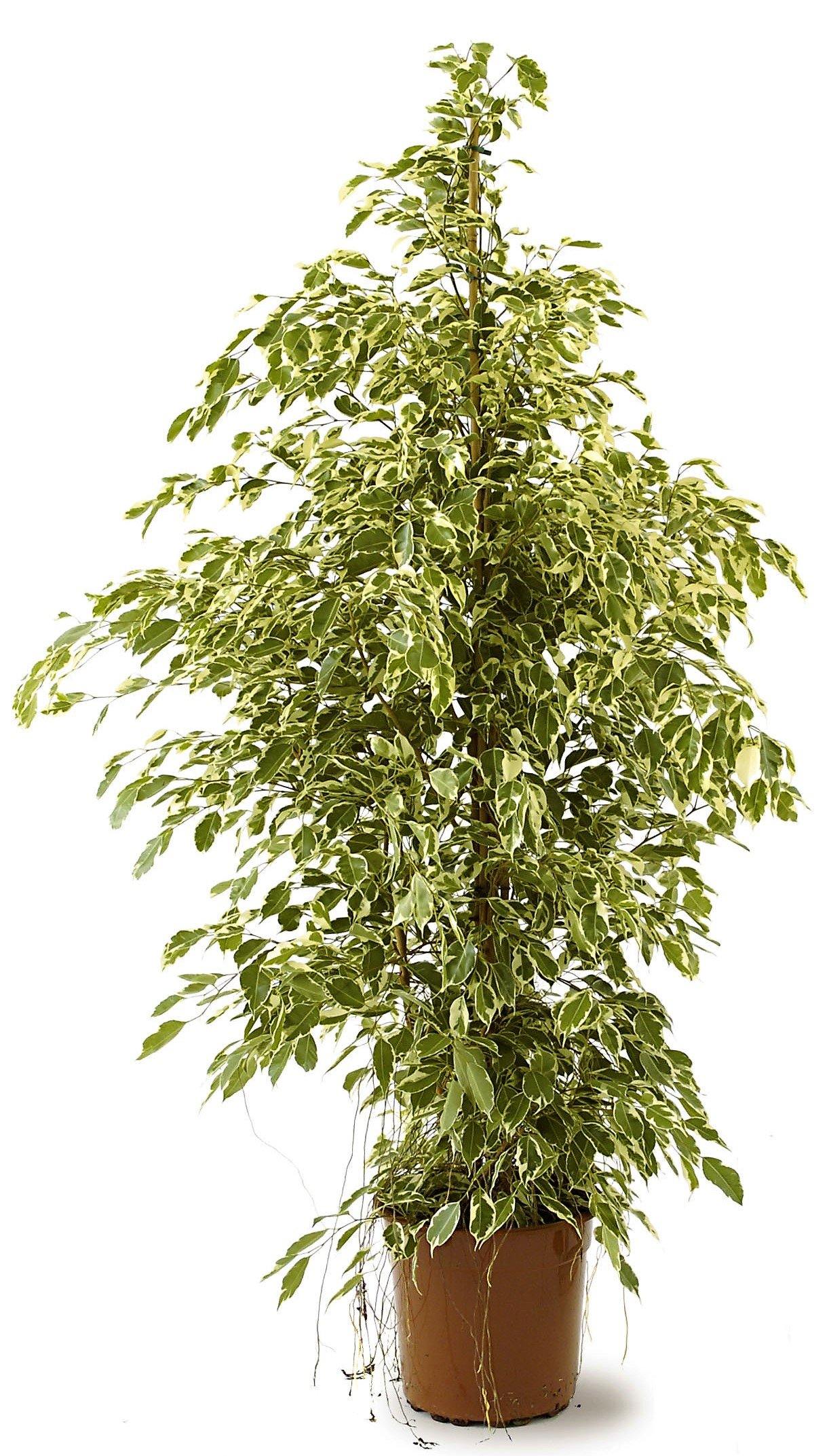 Ficus Benjamina, Twilight - www.Greenie.ae Buy online Best and Healthy Plants and quality products guarantee in Dubai Plants Shop in Dubai Abu Dhabi all over UAE Plants near me Fresh Plants in Dubai where to buy plants in UAE - Greenie.ae