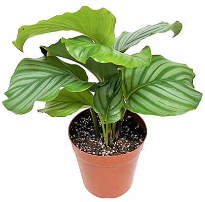 Calathea Orbifolia - www.Greenie.ae Buy online Best and Healthy Plants and quality products guarantee in Dubai Plants Shop in Dubai Abu Dhabi all over UAE Plants near me Fresh Plants in Dubai where to buy plants in UAE - Greenie.ae