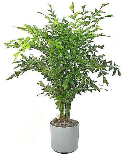 Fishtail Palm, Caryota Mitis - www.Greenie.ae Buy online Best and Healthy Plants and quality products guarantee in Dubai Plants Shop in Dubai Abu Dhabi all over UAE Plants near me Fresh Plants in Dubai where to buy plants in UAE - Greenie.ae