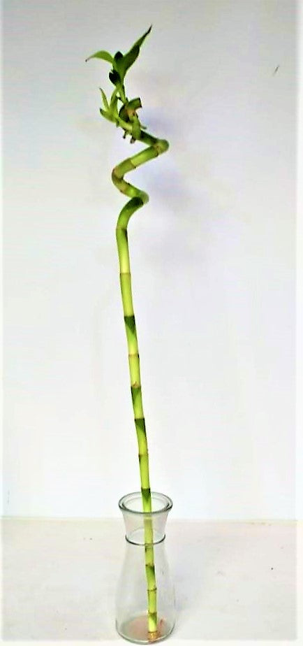 Lucky Bamboo, Dracaena Sanderiana - www.Greenie.ae Buy online Best and Healthy Plants and quality products guarantee in Dubai Plants Shop in Dubai Abu Dhabi all over UAE Plants near me Fresh Plants in Dubai where to buy plants in UAE - Greenie.ae