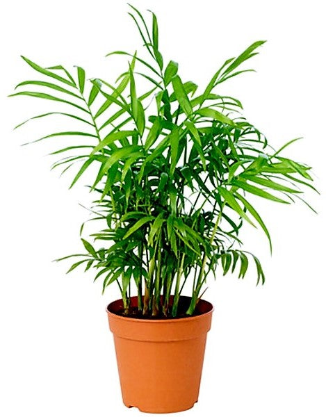 Parlour Palm, Bamboo Palm, Chamaedorea elegans - www.Greenie.ae Buy online Best and Healthy Plants and quality products guarantee in Dubai Plants Shop in Dubai Abu Dhabi all over UAE Plants near me Fresh Plants in Dubai where to buy plants in UAE - Greenie.ae