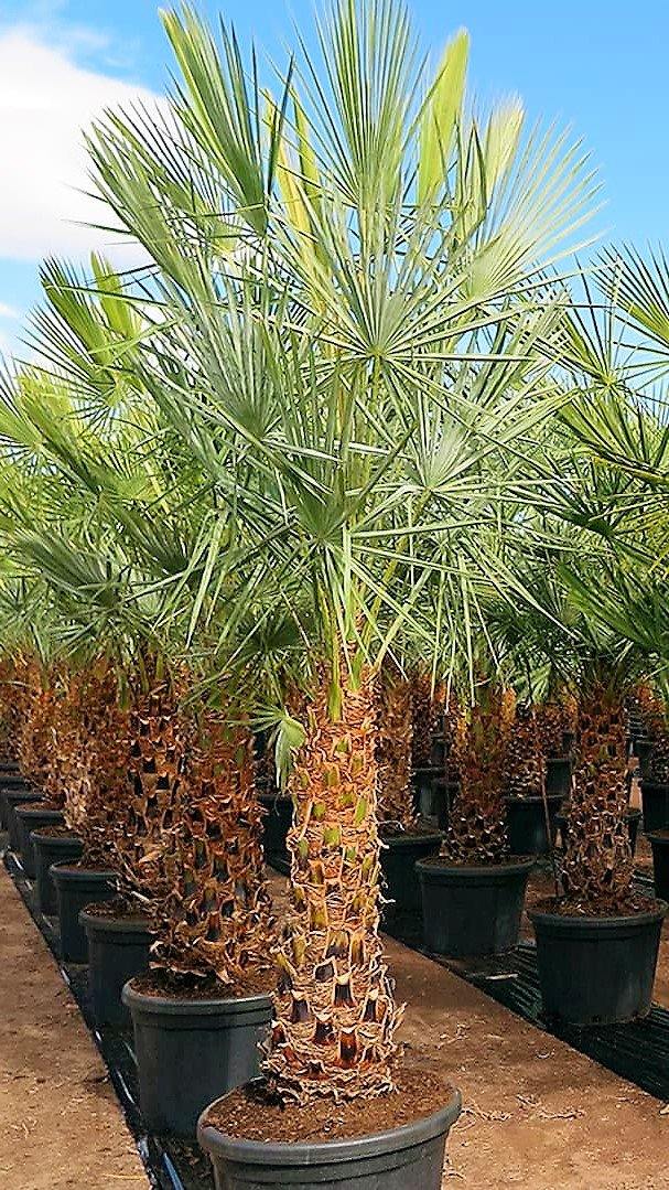 Wax Palm, Copernicia Prunifera - www.Greenie.ae Buy online Best and Healthy Plants and quality products guarantee in Dubai Plants Shop in Dubai Abu Dhabi all over UAE Plants near me Fresh Plants in Dubai where to buy plants in UAE - Greenie.ae