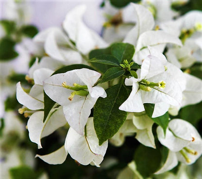 Bougainvillea Glabra White - www.Greenie.ae Buy online Best and Healthy Plants and quality products guarantee in Dubai Plants Shop in Dubai Abu Dhabi all over UAE Plants near me Fresh Plants in Dubai where to buy plants in UAE - Greenie.ae