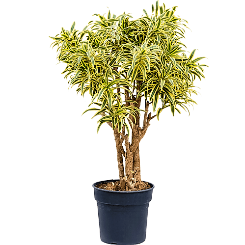 Dracaena Reflexa, Song of India, Pleomele - www.Greenie.ae Buy online Best and Healthy Plants and quality products guarantee in Dubai Plants Shop in Dubai Abu Dhabi all over UAE Plants near me Fresh Plants in Dubai where to buy plants in UAE - Greenie.ae