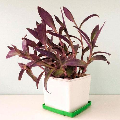 Setcreasea Purpurea, Purple Heart (small) - www.Greenie.ae Buy online Best and Healthy Plants and quality products guarantee in Dubai Plants Shop in Dubai Abu Dhabi all over UAE Plants near me Fresh Plants in Dubai where to buy plants in UAE - Greenie.ae