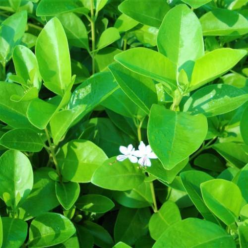 Clerodendrum inerme, Wild Jasmine - www.Greenie.ae Buy online Best and Healthy Plants and quality products guarantee in Dubai Plants Shop in Dubai Abu Dhabi all over UAE Plants near me Fresh Plants in Dubai where to buy plants in UAE - Greenie.ae