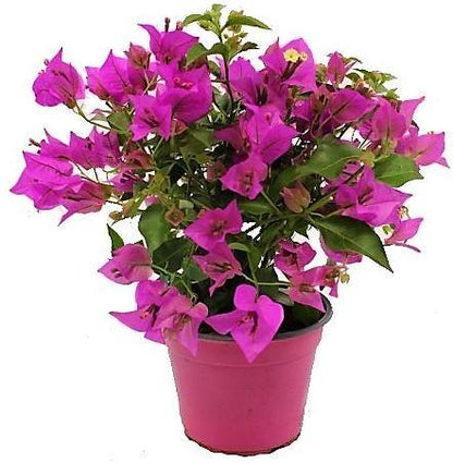 Bougainvillea Alexandra , Purple Paper Flower - www.Greenie.ae Buy online Best and Healthy Plants and quality products guarantee in Dubai Plants Shop in Dubai Abu Dhabi all over UAE Plants near me Fresh Plants in Dubai where to buy plants in UAE - Greenie.ae