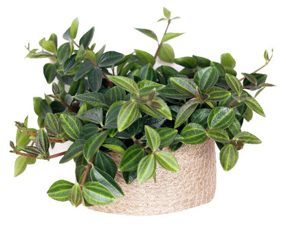 Green Leaf Peperomia , Peperomia Angulate - www.Greenie.ae Buy online Best and Healthy Plants and quality products guarantee in Dubai Plants Shop in Dubai Abu Dhabi all over UAE Plants near me Fresh Plants in Dubai where to buy plants in UAE - Greenie.ae