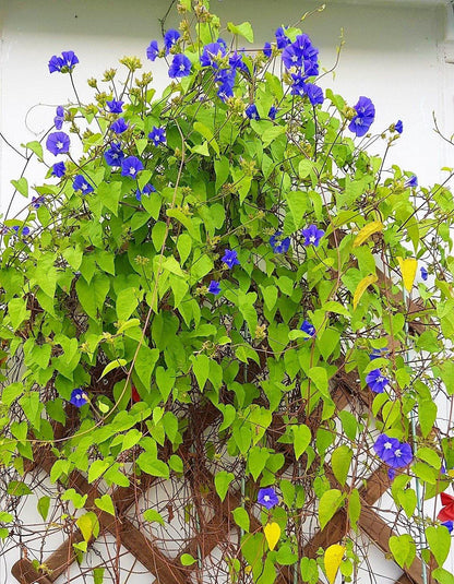 Jacquemontia Pentantha, Sky Blue Cluster Vine - www.Greenie.ae Buy online Best and Healthy Plants and quality products guarantee in Dubai Plants Shop in Dubai Abu Dhabi all over UAE Plants near me Fresh Plants in Dubai where to buy plants in UAE - Greenie.ae