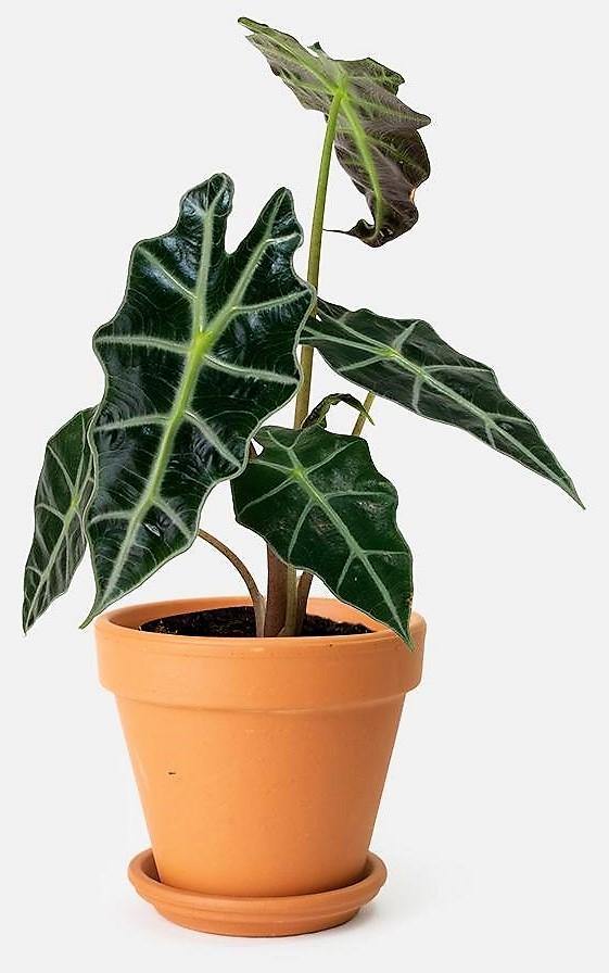 Alocasia Polly ,Elephant Ear, African Shield - www.Greenie.ae Buy online Best and Healthy Plants and quality products guarantee in Dubai Plants Shop in Dubai Abu Dhabi all over UAE Plants near me Fresh Plants in Dubai where to buy plants in UAE - Greenie.ae