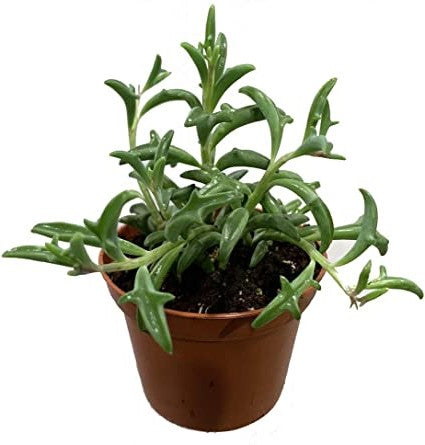 String of Dolphins , Senecio Peregrinus - www.Greenie.ae Buy online Best and Healthy Plants and quality products guarantee in Dubai Plants Shop in Dubai Abu Dhabi all over UAE Plants near me Fresh Plants in Dubai where to buy plants in UAE - Greenie.ae