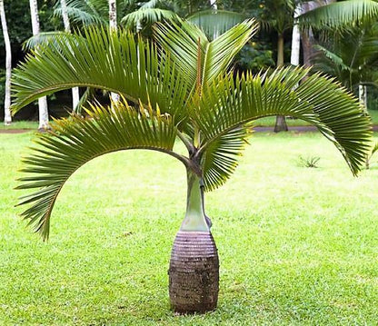 Bottle Palm, Hyophorbe Lagenicaulis - www.Greenie.ae Buy online Best and Healthy Plants and quality products guarantee in Dubai Plants Shop in Dubai Abu Dhabi all over UAE Plants near me Fresh Plants in Dubai where to buy plants in UAE - Greenie.ae