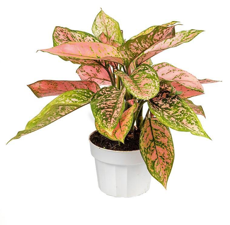 Aglonema sp, Lady Valentine - www.Greenie.ae Buy online Best and Healthy Plants and quality products guarantee in Dubai Plants Shop in Dubai Abu Dhabi all over UAE Plants near me Fresh Plants in Dubai where to buy plants in UAE - Greenie.ae