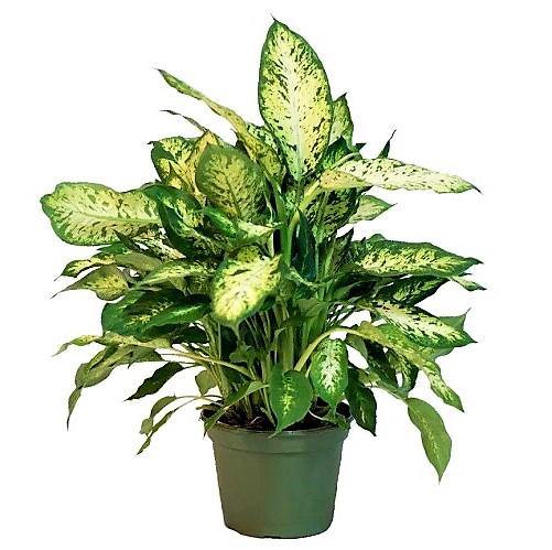 Dieffenbachia Seguine, Maroba, Mars - www.Greenie.ae Buy online Best and Healthy Plants and quality products guarantee in Dubai Plants Shop in Dubai Abu Dhabi all over UAE Plants near me Fresh Plants in Dubai where to buy plants in UAE - Greenie.ae