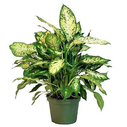 Dieffenbachia Seguine, Maroba, Mars - www.Greenie.ae Buy online Best and Healthy Plants and quality products guarantee in Dubai Plants Shop in Dubai Abu Dhabi all over UAE Plants near me Fresh Plants in Dubai where to buy plants in UAE - Greenie.ae