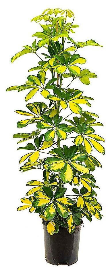 Schefflera Arboricola, Gold Capella, Dwarf Umbrella Tree - www.Greenie.ae Buy online Best and Healthy Plants and quality products guarantee in Dubai Plants Shop in Dubai Abu Dhabi all over UAE Plants near me Fresh Plants in Dubai where to buy plants in UAE - Greenie.ae