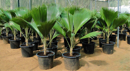 Fiji Fan Palm, Pritchardia Pacifica - www.Greenie.ae Buy online Best and Healthy Plants and quality products guarantee in Dubai Plants Shop in Dubai Abu Dhabi all over UAE Plants near me Fresh Plants in Dubai where to buy plants in UAE - Greenie.ae