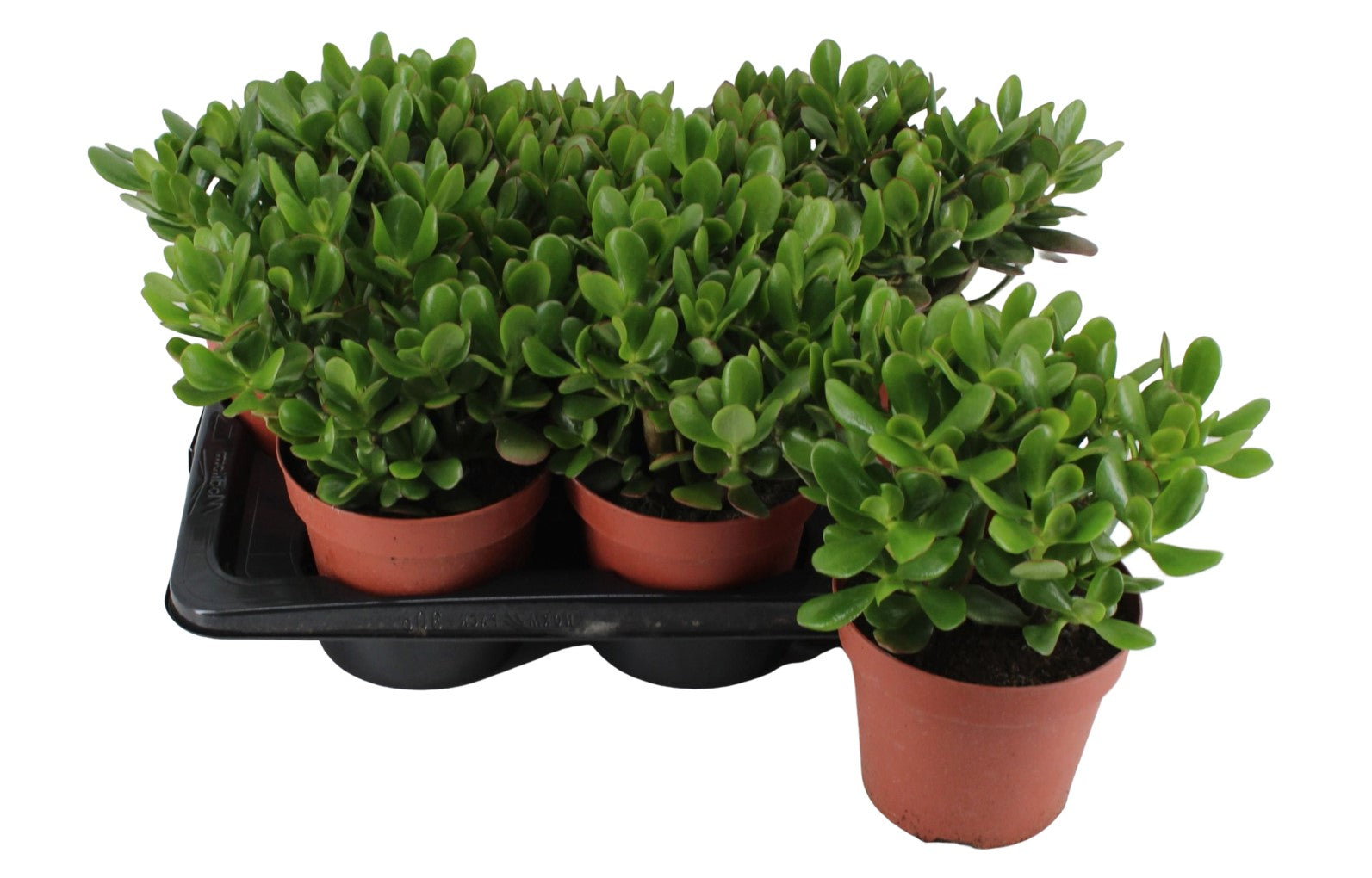 Money Tree, Crassula ovata, Dollar Plant, Jade Plant, Jade Tree - www.Greenie.ae Buy online Best and Healthy Plants and quality products guarantee in Dubai Plants Shop in Dubai Abu Dhabi all over UAE Plants near me Fresh Plants in Dubai where to buy plants in UAE - Greenie.ae