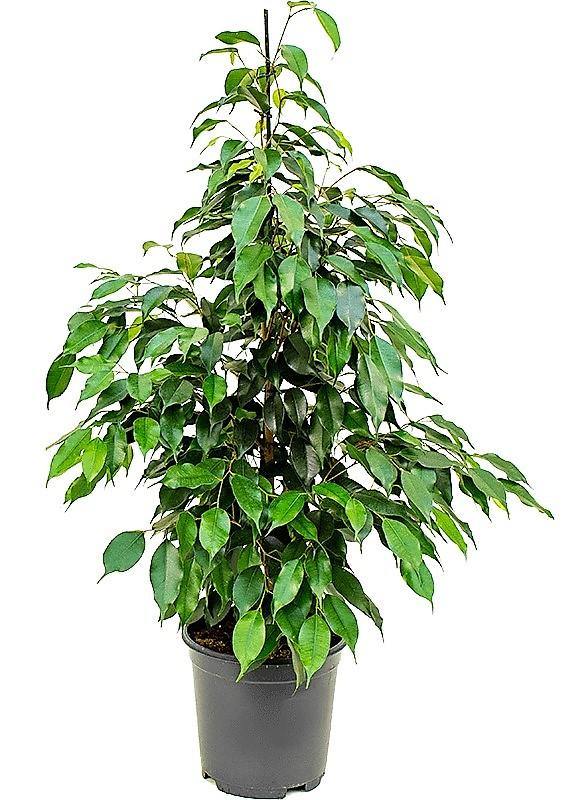 Ficus Benjamin Danielle, Weeping Fig - www.Greenie.ae Buy online Best and Healthy Plants and quality products guarantee in Dubai Plants Shop in Dubai Abu Dhabi all over UAE Plants near me Fresh Plants in Dubai where to buy plants in UAE - Greenie.ae