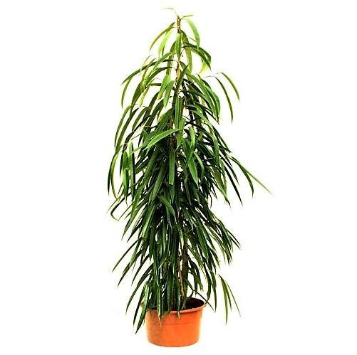 Ficus Amstel Queen - www.Greenie.ae Buy online Best and Healthy Plants and quality products guarantee in Dubai Plants Shop in Dubai Abu Dhabi all over UAE Plants near me Fresh Plants in Dubai where to buy plants in UAE - Greenie.ae