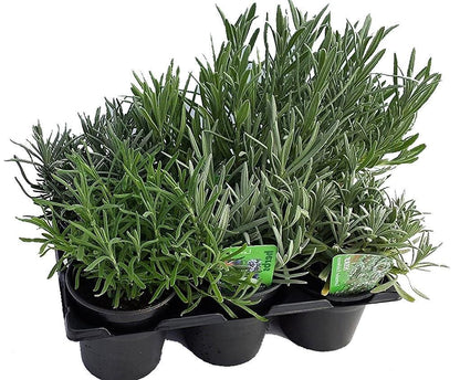 Lavender Herb, Lavandula Dentata - www.Greenie.ae Buy online Best and Healthy Plants and quality products guarantee in Dubai Plants Shop in Dubai Abu Dhabi all over UAE Plants near me Fresh Plants in Dubai where to buy plants in UAE - Greenie.ae