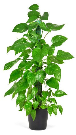 Money Plant, Epipremnum Aureum - www.Greenie.ae Buy online Best and Healthy Plants and quality products guarantee in Dubai Plants Shop in Dubai Abu Dhabi all over UAE Plants near me Fresh Plants in Dubai where to buy plants in UAE - Greenie.ae