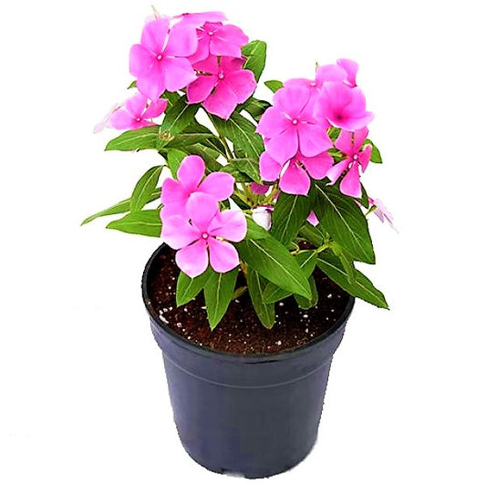 Vinca Flowers (small) - www.Greenie.ae Buy online Best and Healthy Plants and quality products guarantee in Dubai Plants Shop in Dubai Abu Dhabi all over UAE Plants near me Fresh Plants in Dubai where to buy plants in UAE - Greenie.ae