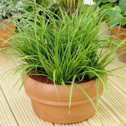 Carex Hachjioensis, EverGold - www.Greenie.ae Buy online Best and Healthy Plants and quality products guarantee in Dubai Plants Shop in Dubai Abu Dhabi all over UAE Plants near me Fresh Plants in Dubai where to buy plants in UAE - Greenie.ae