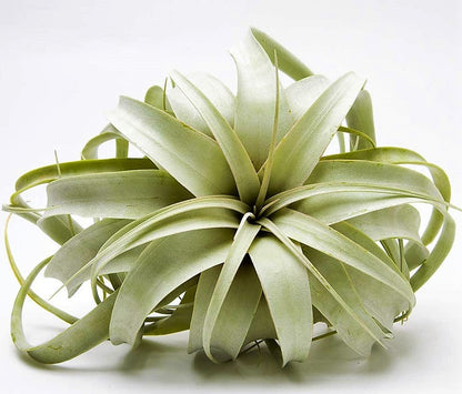 Tillandsia Xerographica - www.Greenie.ae Buy online Best and Healthy Plants and quality products guarantee in Dubai Plants Shop in Dubai Abu Dhabi all over UAE Plants near me Fresh Plants in Dubai where to buy plants in UAE - Greenie.ae