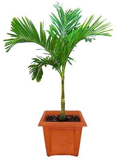 Manila Palm, Veitchia Merrillii - www.Greenie.ae Buy online Best and Healthy Plants and quality products guarantee in Dubai Plants Shop in Dubai Abu Dhabi all over UAE Plants near me Fresh Plants in Dubai where to buy plants in UAE - Greenie.ae