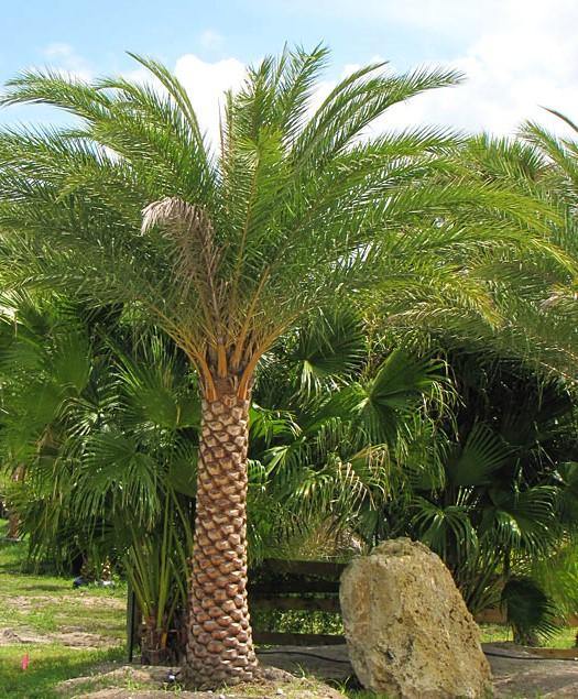 Silver Date Palm, Phoenix Sylvestris, Wild Date Palm - www.Greenie.ae Buy online Best and Healthy Plants and quality products guarantee in Dubai Plants Shop in Dubai Abu Dhabi all over UAE Plants near me Fresh Plants in Dubai where to buy plants in UAE - Greenie.ae