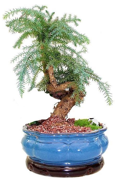 Araucaria Bonsai Decor - www.Greenie.ae Buy online Best and Healthy Plants and quality products guarantee in Dubai Plants Shop in Dubai Abu Dhabi all over UAE Plants near me Fresh Plants in Dubai where to buy plants in UAE - Greenie.ae