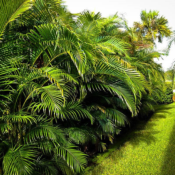 Areca Palm , Chrysalidocarpus lutescens (Outdoor) - www.Greenie.ae Buy online Best and Healthy Plants and quality products guarantee in Dubai Plants Shop in Dubai Abu Dhabi all over UAE Plants near me Fresh Plants in Dubai where to buy plants in UAE - Greenie.ae