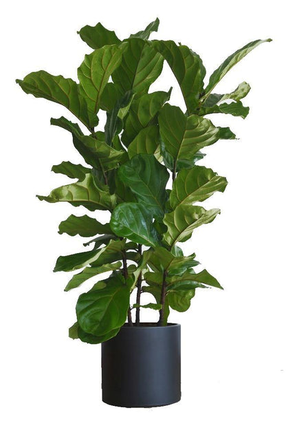 Ficus Lyrata, Fiddle Leaf Fig - www.Greenie.ae Buy online Best and Healthy Plants and quality products guarantee in Dubai Plants Shop in Dubai Abu Dhabi all over UAE Plants near me Fresh Plants in Dubai where to buy plants in UAE - Greenie.ae