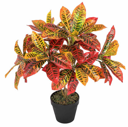 Codiaeum Variegatum , Croton (Indoor) - www.Greenie.ae Buy online Best and Healthy Plants and quality products guarantee in Dubai Plants Shop in Dubai Abu Dhabi all over UAE Plants near me Fresh Plants in Dubai where to buy plants in UAE - Greenie.ae