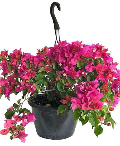 Great Bougainvillea, Bougainvillea Spectabilis - www.Greenie.ae Buy online Best and Healthy Plants and quality products guarantee in Dubai Plants Shop in Dubai Abu Dhabi all over UAE Plants near me Fresh Plants in Dubai where to buy plants in UAE - Greenie.ae