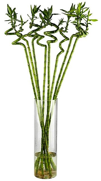 Lucky Bamboo, Dracaena Sanderiana - www.Greenie.ae Buy online Best and Healthy Plants and quality products guarantee in Dubai Plants Shop in Dubai Abu Dhabi all over UAE Plants near me Fresh Plants in Dubai where to buy plants in UAE - Greenie.ae