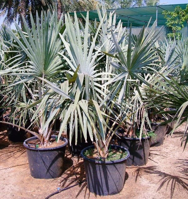 Bismark Palm, Bismarckia Nobilis - www.Greenie.ae Buy online Best and Healthy Plants and quality products guarantee in Dubai Plants Shop in Dubai Abu Dhabi all over UAE Plants near me Fresh Plants in Dubai where to buy plants in UAE - Greenie.ae