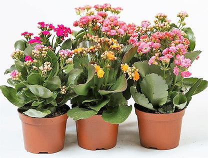 Flaming Katy, Kalanchoe blossfeldiana, indoor - www.Greenie.ae Buy online Best and Healthy Plants and quality products guarantee in Dubai Plants Shop in Dubai Abu Dhabi all over UAE Plants near me Fresh Plants in Dubai where to buy plants in UAE - Greenie.ae