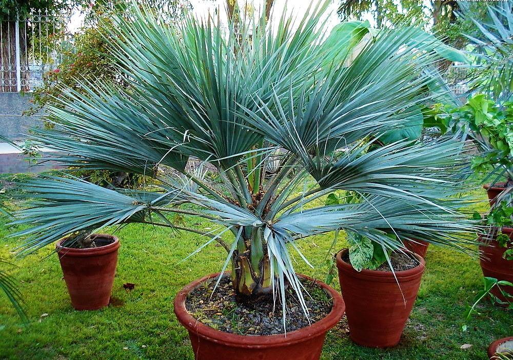 Mexican Blue Palm, Brahea Armata - www.Greenie.ae Buy online Best and Healthy Plants and quality products guarantee in Dubai Plants Shop in Dubai Abu Dhabi all over UAE Plants near me Fresh Plants in Dubai where to buy plants in UAE - Greenie.ae