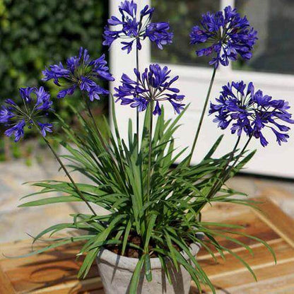 Agapanthus African, African Lily - www.Greenie.ae Buy online Best and Healthy Plants and quality products guarantee in Dubai Plants Shop in Dubai Abu Dhabi all over UAE Plants near me Fresh Plants in Dubai where to buy plants in UAE - Greenie.ae