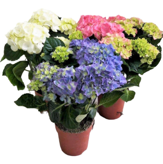 Hydrangea Mix - www.Greenie.ae Buy online Best and Healthy Plants and quality products guarantee in Dubai Plants Shop in Dubai Abu Dhabi all over UAE Plants near me Fresh Plants in Dubai where to buy plants in UAE - Greenie.ae